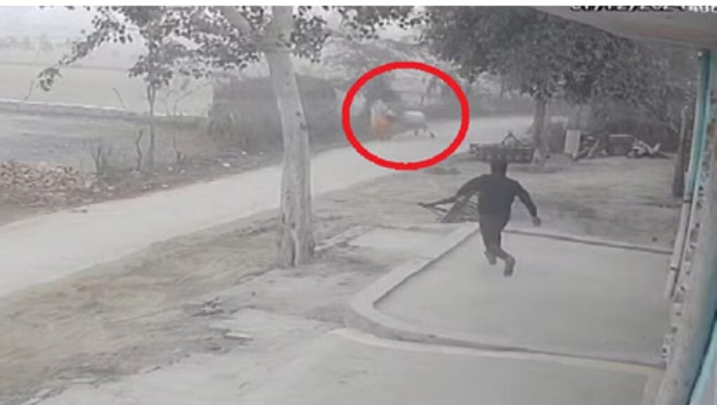 सांड़ ने पटक-पटक कर मार डाला महिला को, परिजनों में मचा कोहराम